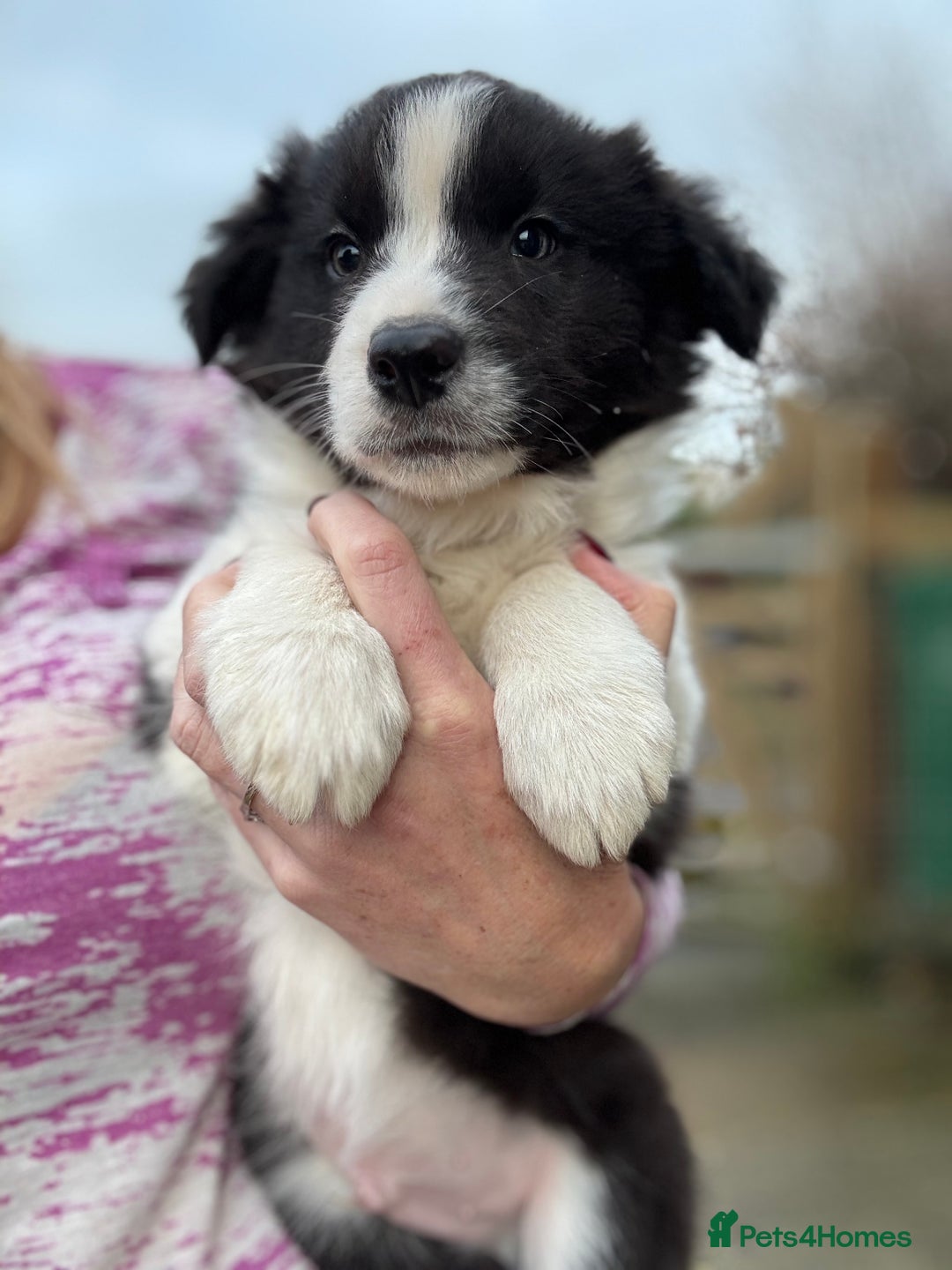 Border Collie dogs for sale: Pure Bred Border Collie Puppies For Sale - Advert 6