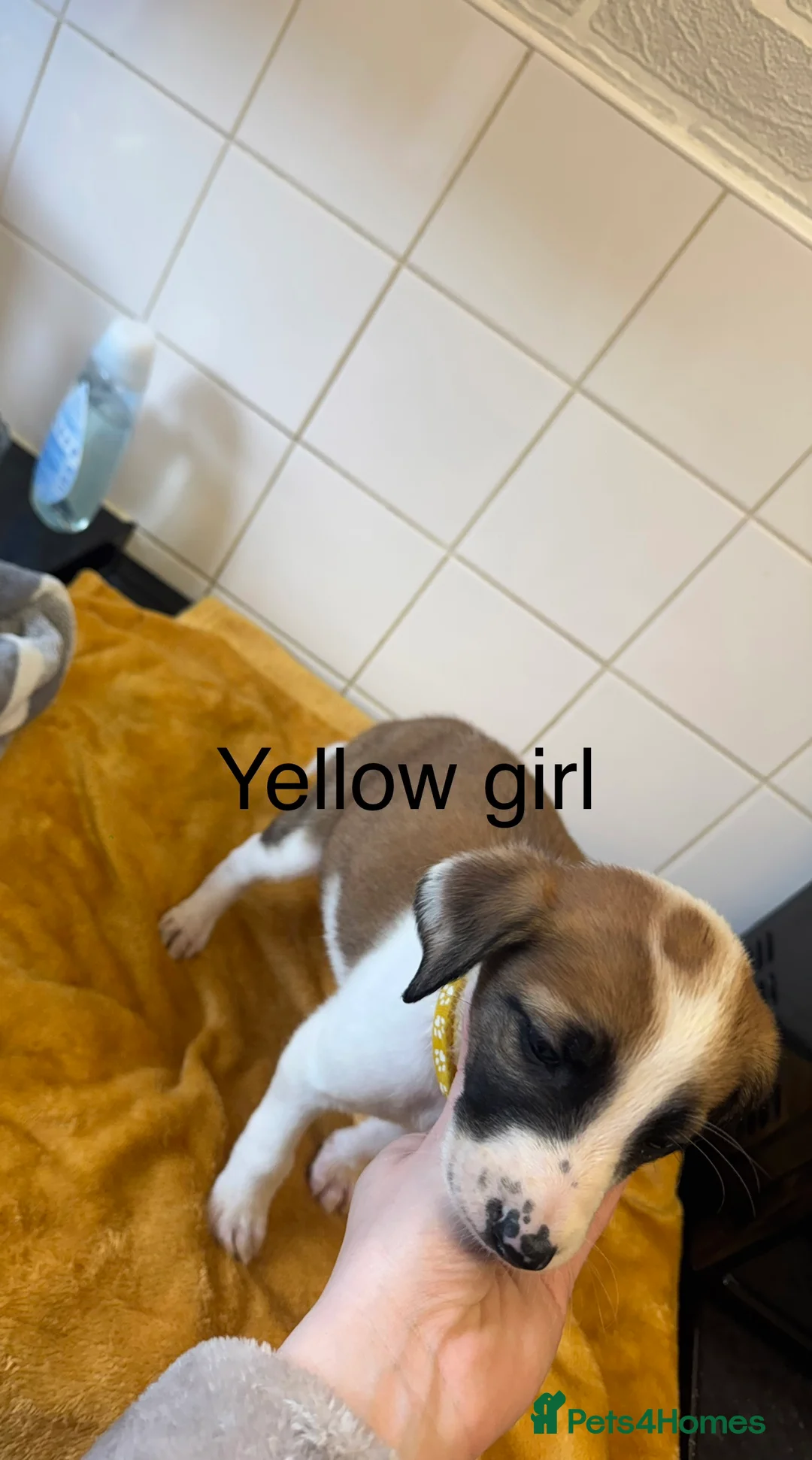 Lurcher dogs for sale: Mali x sluki puppies  - Advert 18