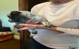 Cocker Spaniel dogs for sale: Working cocker pups - only 2 left - Image 21