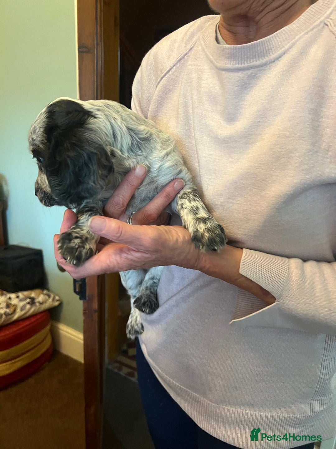 Cocker Spaniel dogs for sale: Working cocker pups - only 2 left - Image 21