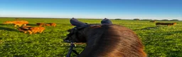 British Warmblood horses for sale: Project horse with HUGE potential - Advert 5