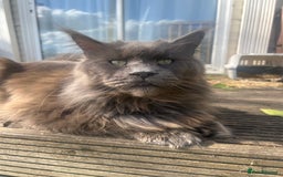 Maine Coon cats for sale: Beautiful big cream boys - Image 6