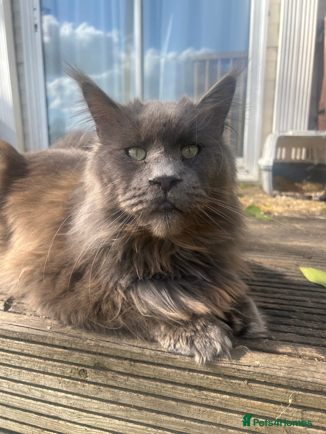 Maine Coon cats for sale: Beautiful big cream boys - Image 6