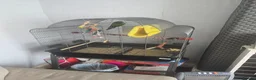 Conures birds for sale: 8 year old conure  in Paignton - Advert 3