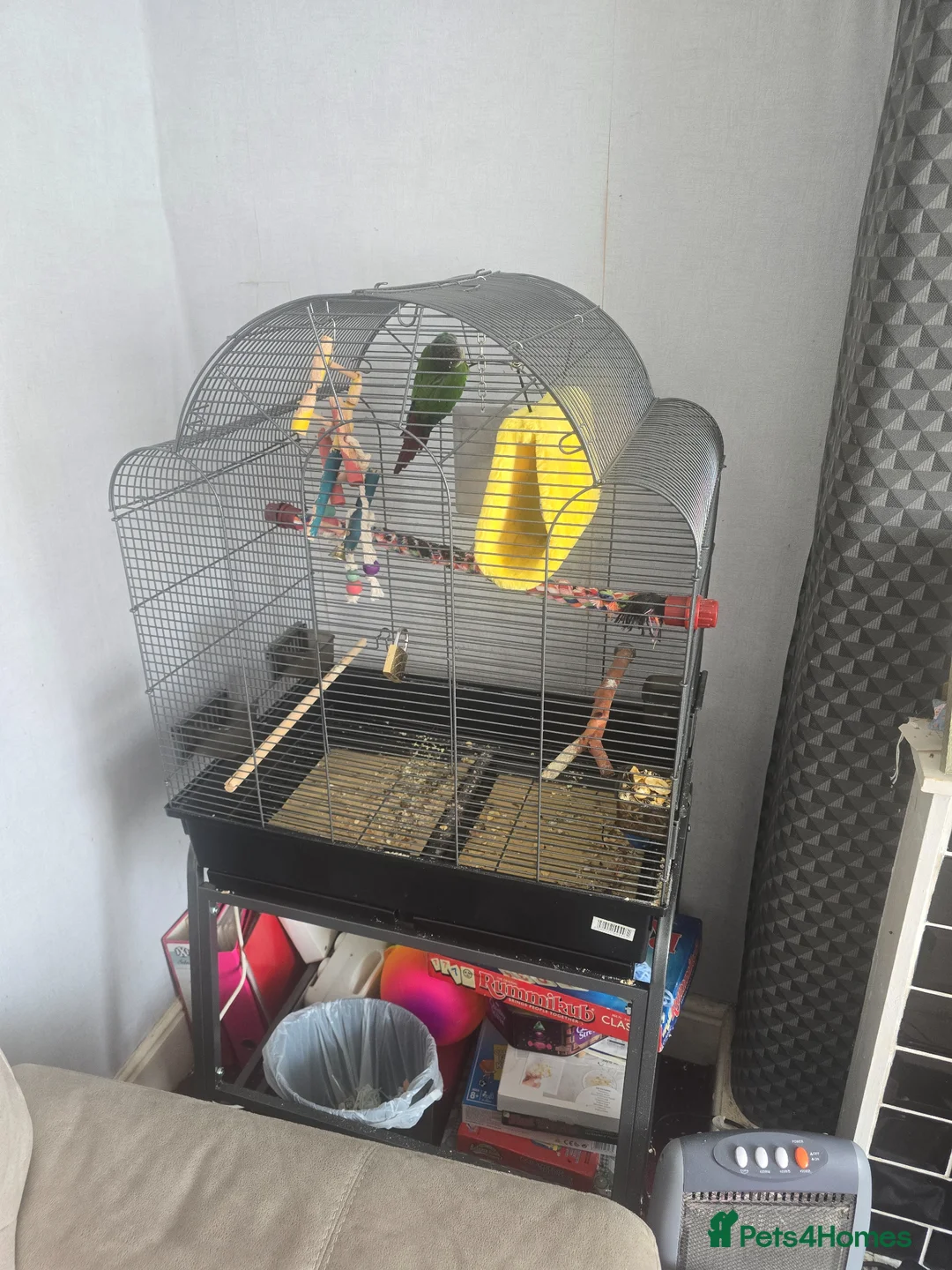 Conures birds for sale: 8 year old conure  in Paignton - Advert 3