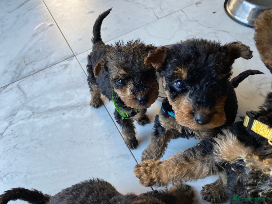 Airedale Terrier dogs for sale: Pure breed Airedale Terriers for sale - Advert 4