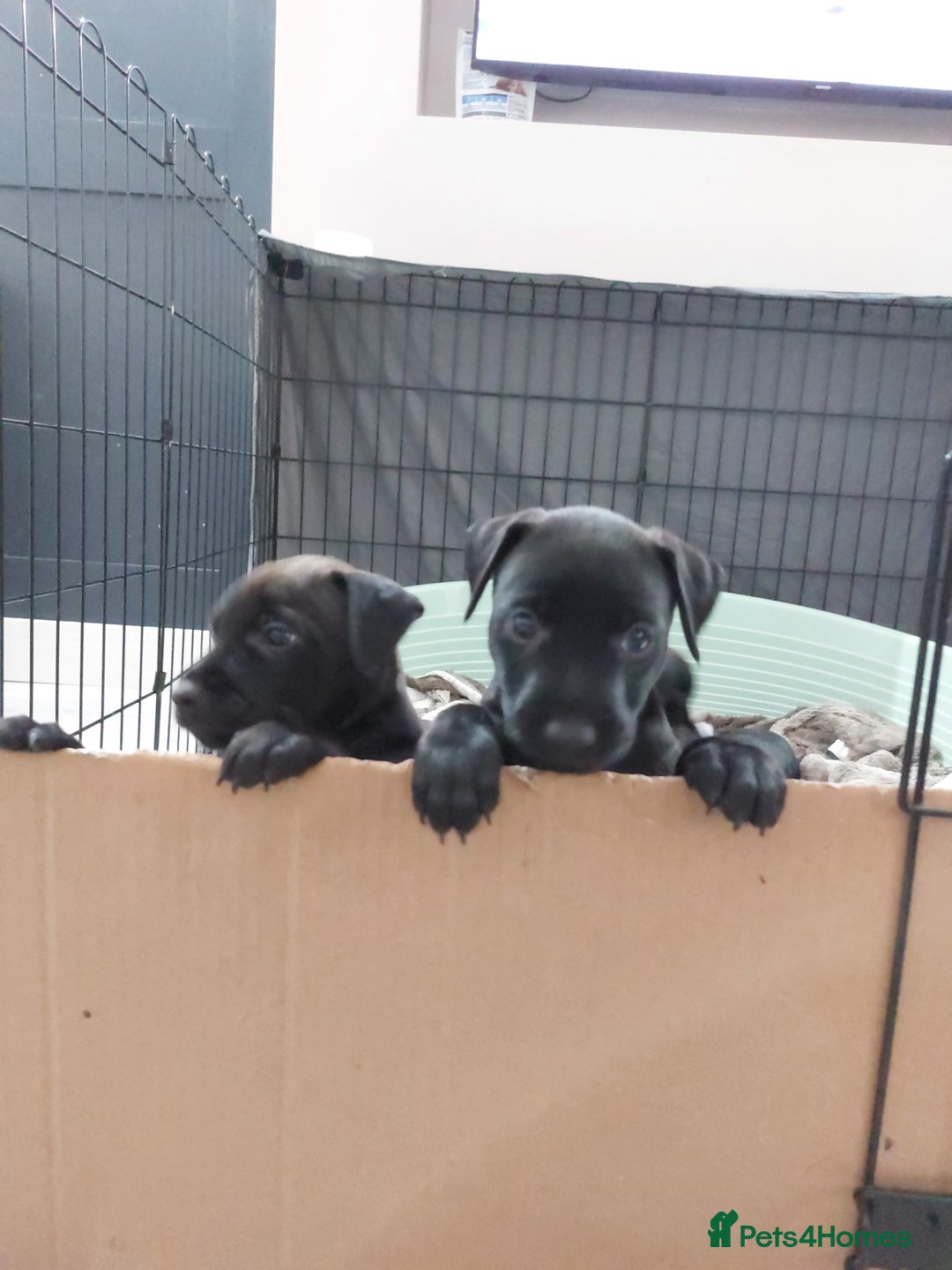 Patterdale Terrier dogs for sale: Patterdale pups - Image 14
