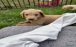 Labradoodle dogs for sale: Health tested chunky and fluffy labradoodles  - Image 8