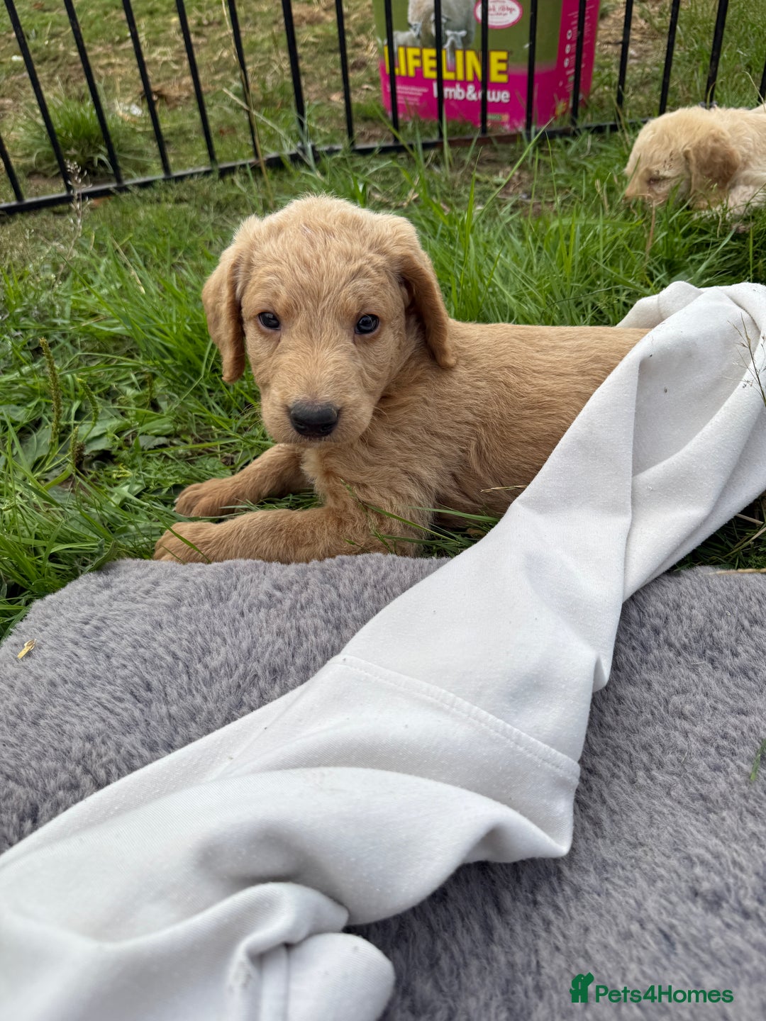 Labradoodle dogs for sale: Health tested chunky and fluffy labradoodles  - Image 8