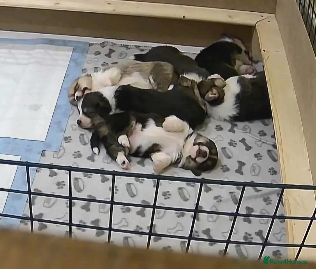 Welsh Corgi Pembroke dogs for sale: Welsh Pembrokeshire Corgis 2 x Boys & 4 x Girls - Advert 2