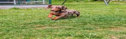 Miniature Dachshund dogs for sale: 🐾 Beautiful Miniature Dachshund Puppies 🐾  - Advert 3
