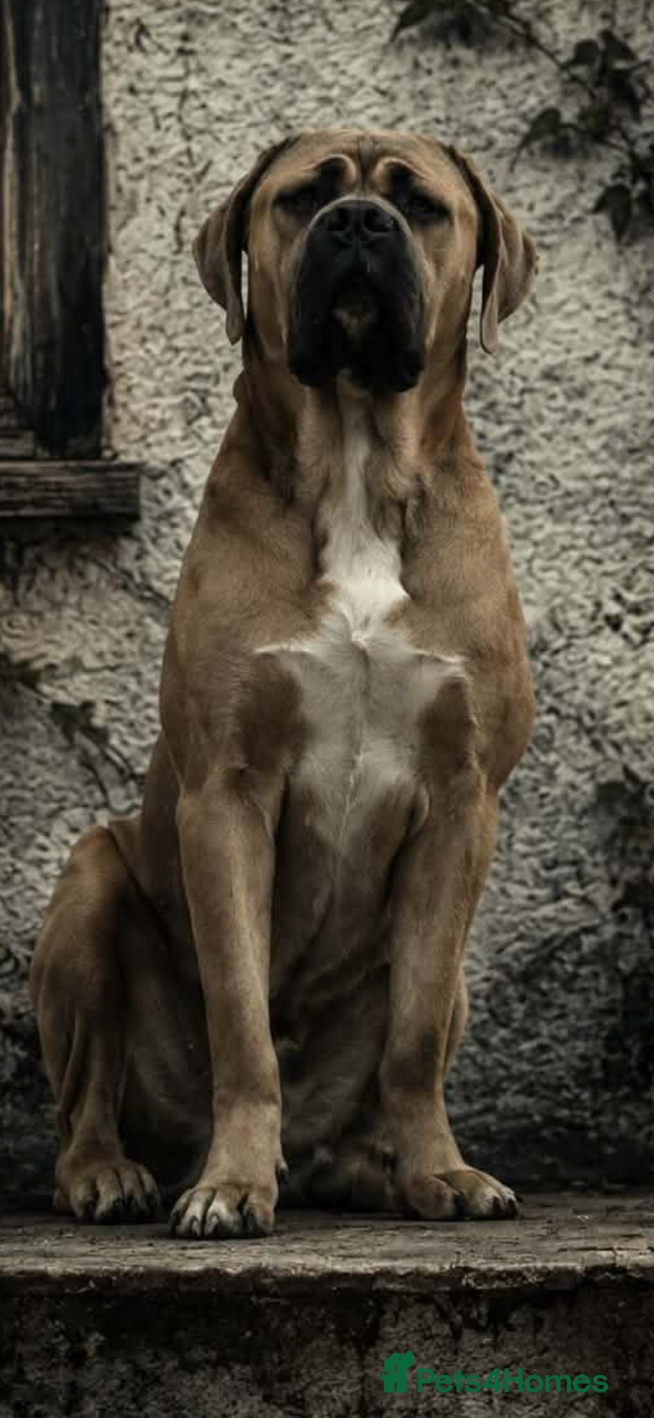 Cane Corso dogs 1-Year-Old Cane Corso – Loving Family Home Wanted - Advert 1