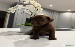 Labrador Retriever dogs for sale: Adorable chunky chocolate Labrador puppies  - Image 1