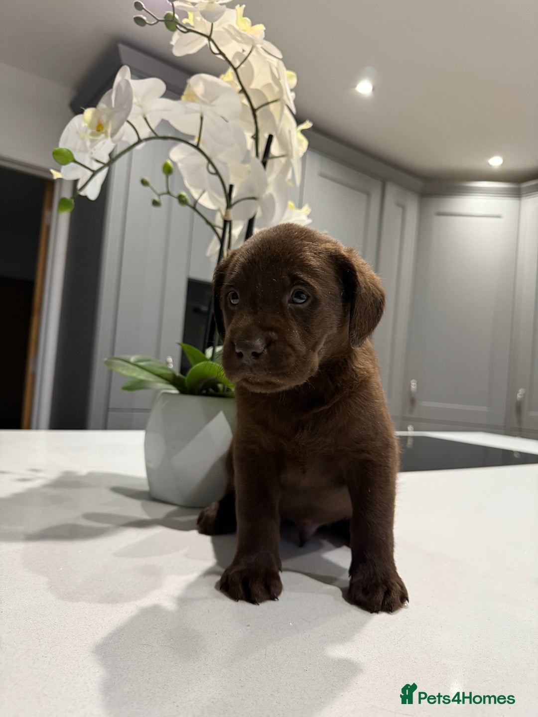 Labrador Retriever dogs for sale: Adorable chunky chocolate Labrador puppies  - Image 1