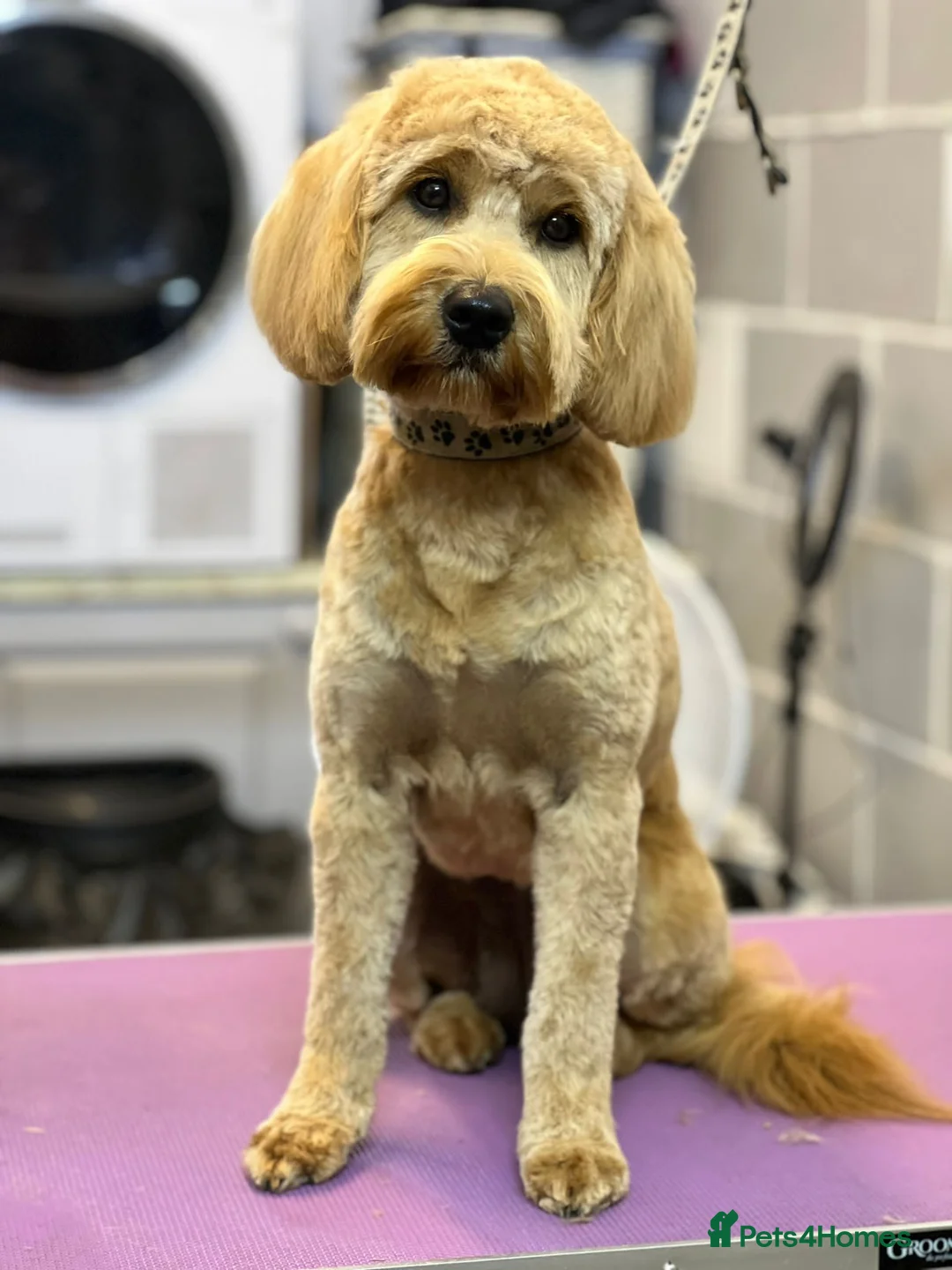 Mini Goldendoodle dogs for sale: Magical F1b Goldendoodles - Advert 1