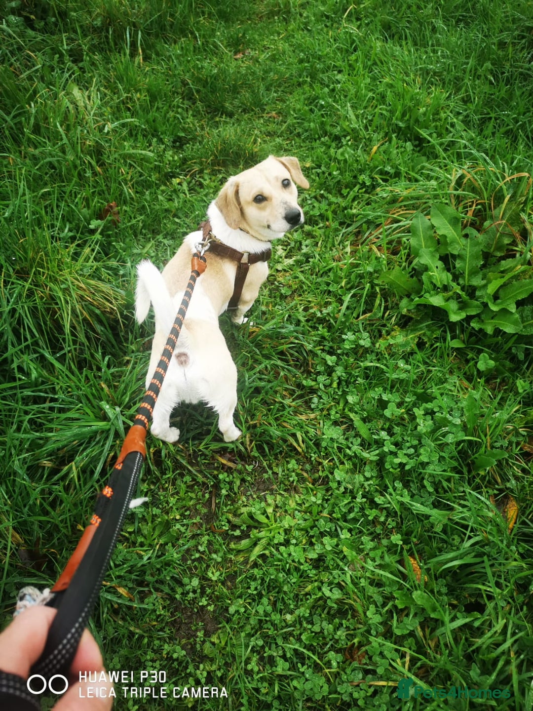 Pomeranian dogs for sale: Pomeranian - Sausage Dog - Advert 3