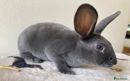 Rex rabbits for sale: Mini REX Bunnies - Image 1
