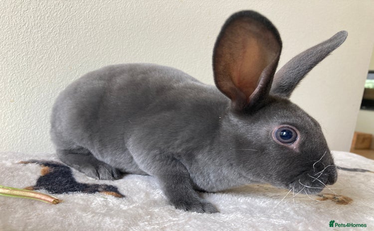 Rex rabbits - Advert 5