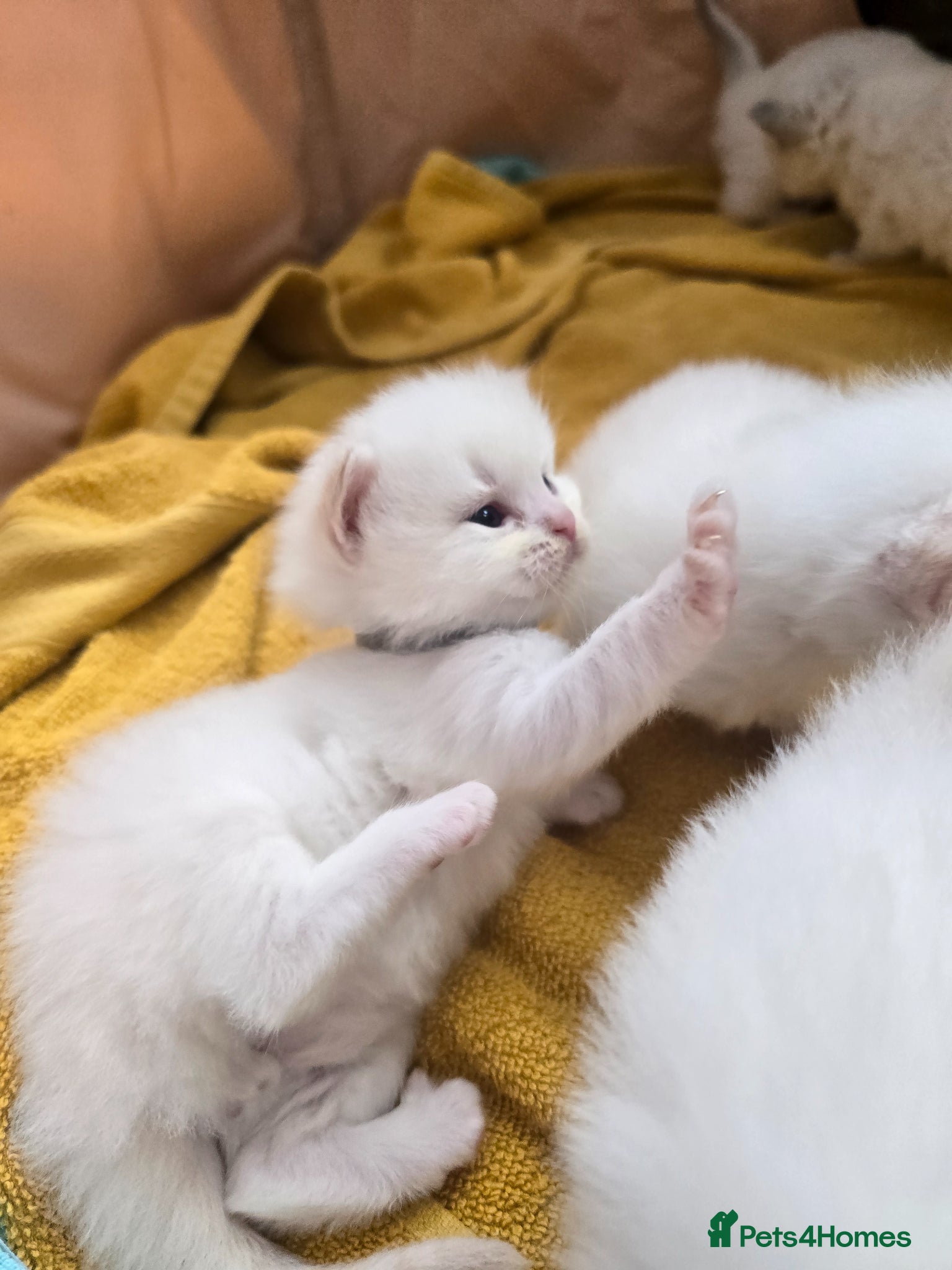 Ragdoll cats Stunning Cream & Tortie Ragdolls - Advert 16