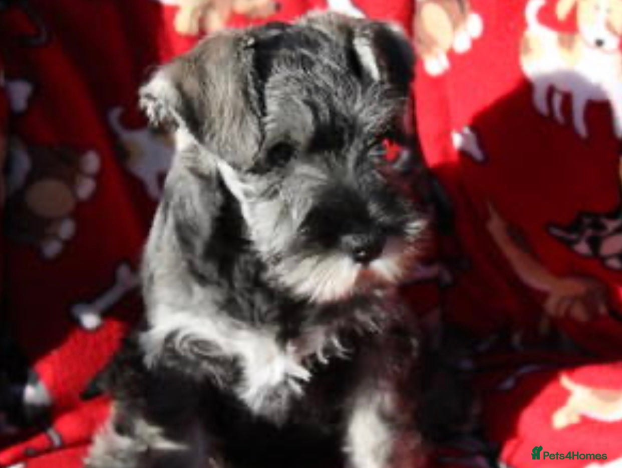 Miniature Schnauzer dogs STUNNING MINIATURE SCHNAUZER PUPPIES  - Advert 4