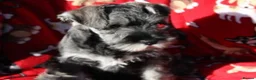 Miniature Schnauzer dogs for sale: STUNNING MINIATURE SCHNAUZER PUPPIES  - Advert 1