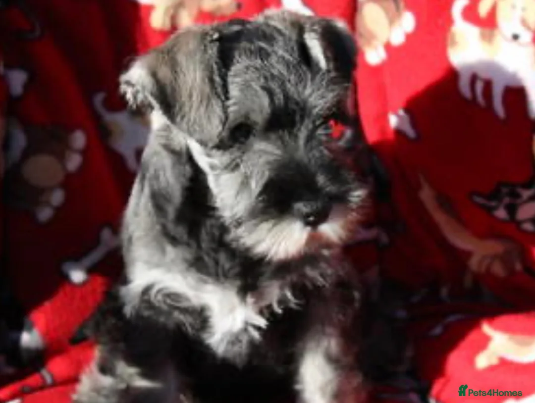 Miniature Schnauzer dogs for sale: STUNNING MINIATURE SCHNAUZER PUPPIES  - Advert 1