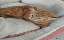 Maine Coon cats for sale: Maine X - Image 4