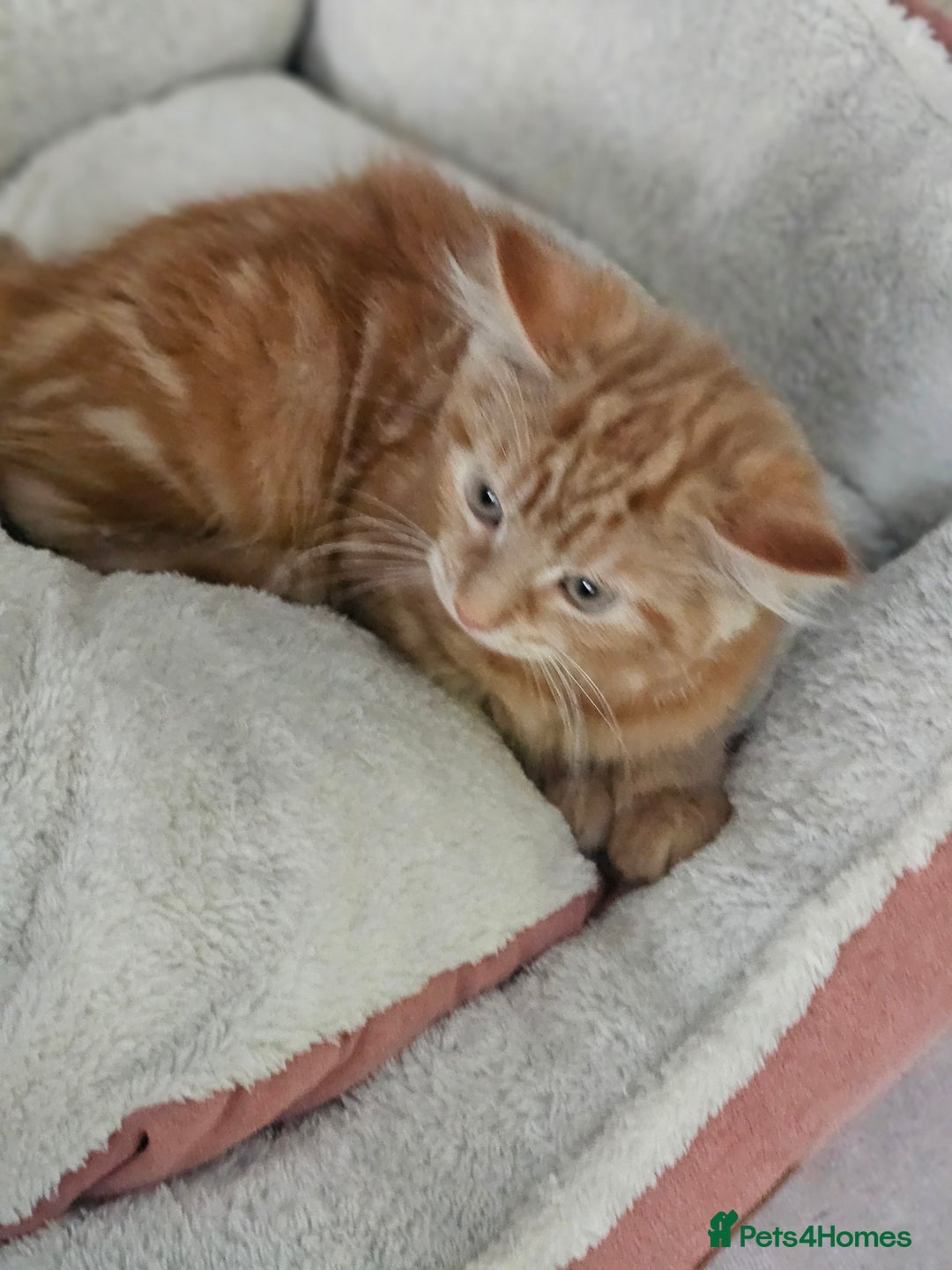 Maine Coon cats for sale: Maine X - Image 4