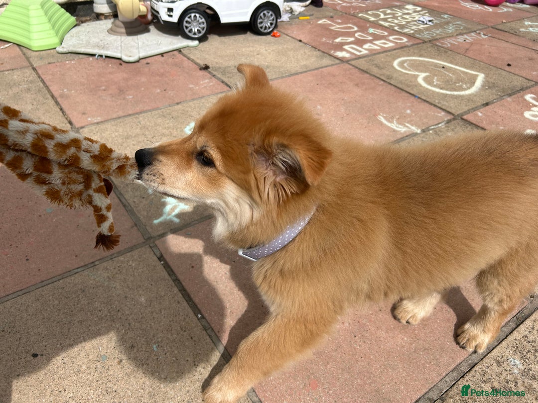 Mixed Breed dogs for sale: Chow X collie  - Image 5