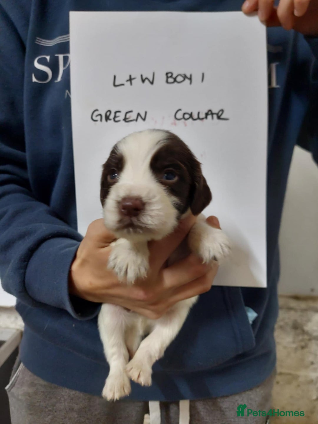Sprocker dogs for sale: Sprocker ( Springer x Cocker ) pups for sale - Image 21