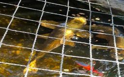 Koi Carp fish for sale: Japanese Koi Carp - Image 7