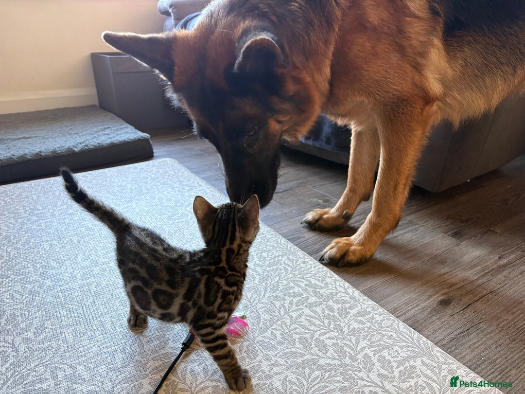 Bengal cats for sale: Pedigree TICA Bengal Brown Rosetted Male Kitten - Image 28