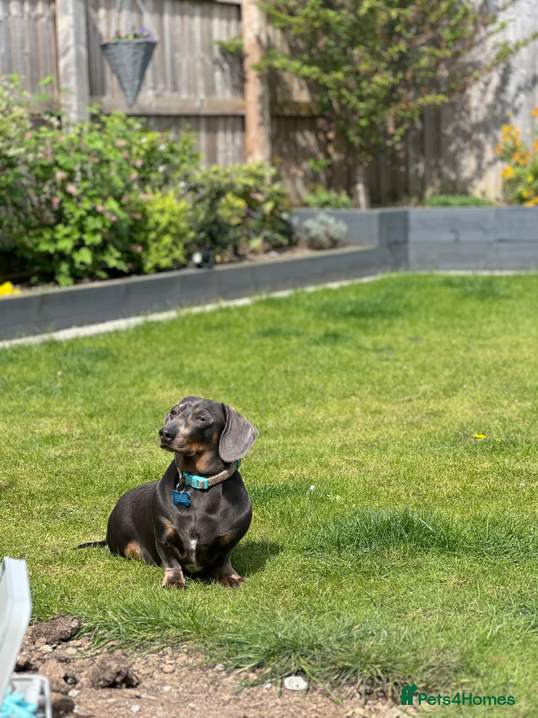 Dachshund dogs for sale: 2 loving miniature Dacshund in King's Lynn - Advert 5