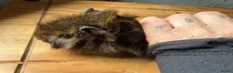 Guinea Pig rodents for sale: 3 x Abyssinian x rex boars - Advert 2