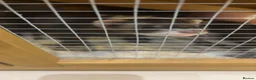 Ferret rodents for sale: X2 baby boys bonded ferrets  in Swindon - Advert 2