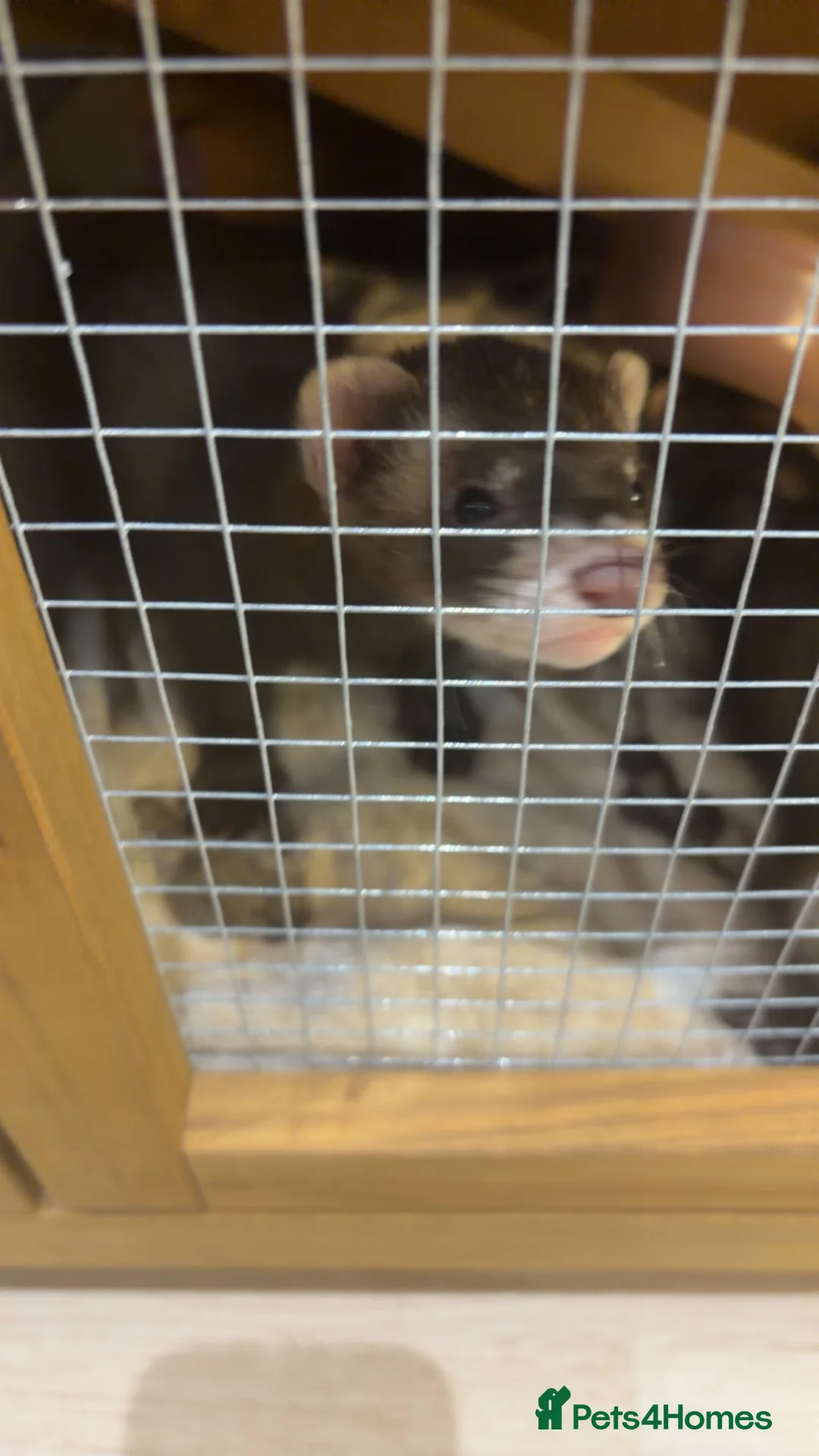 Ferret rodents for sale: X2 baby boys bonded ferrets  in Swindon - Advert 2