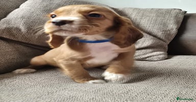 Cocker Spaniel dogs - Advert 7