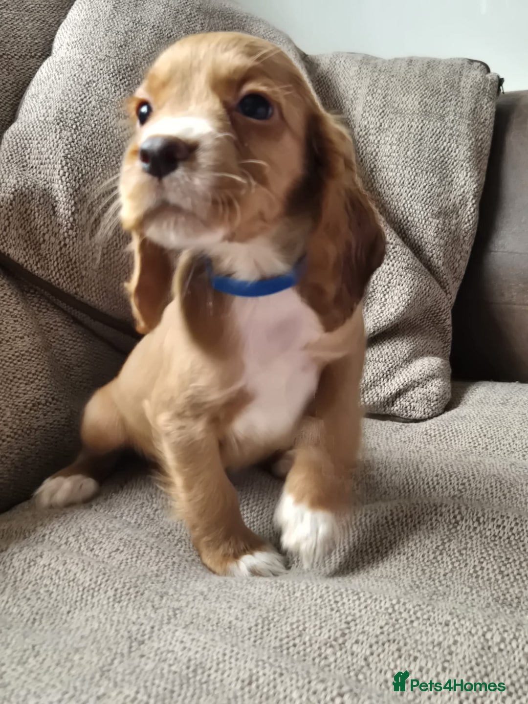 Cocker Spaniel dogs for sale: Working type cocker spaniels - last puppy! - Image 14