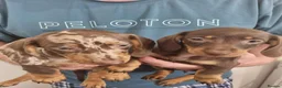 Miniature Dachshund dogs for sale: Absolutely beautiful miniature dachshund puppies in Burton-on-Trent - Advert 4