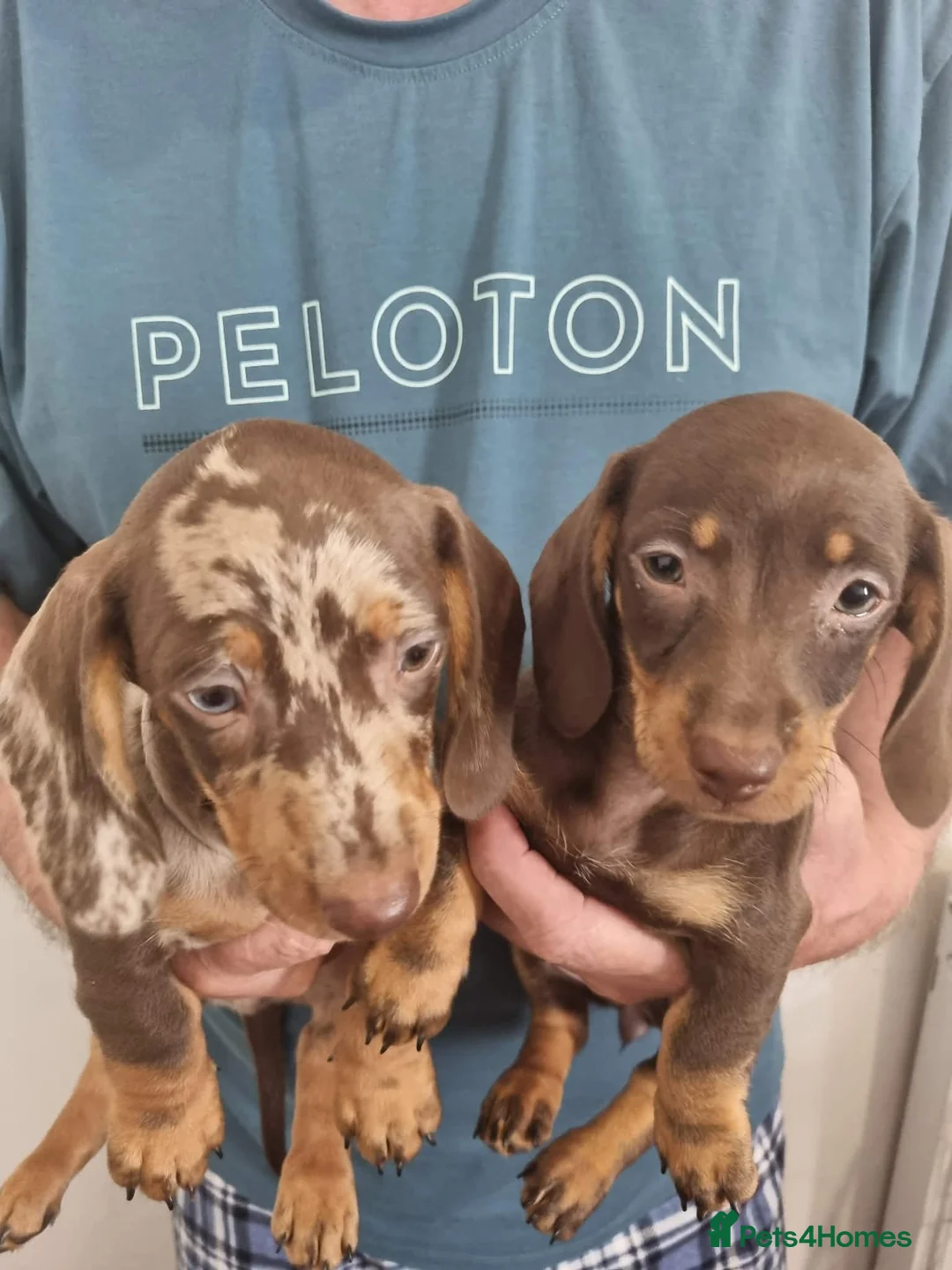 Miniature Dachshund dogs for sale: Absolutely beautiful miniature dachshund puppies in Burton-on-Trent - Advert 4