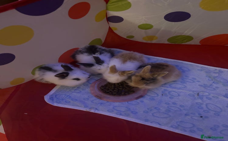 Mini Lion Lop rabbits - Advert 1