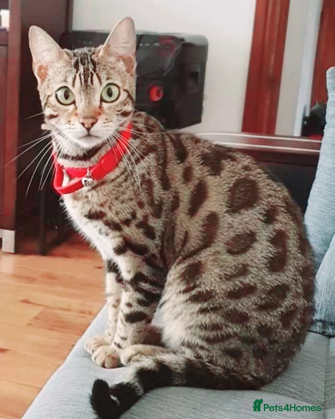 Bengal cats for sale: Bengal kittens in Manchester - Advert 1