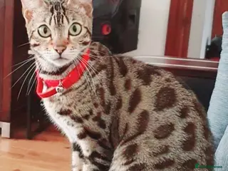 Bengal cats Bengal kittens in Manchester - Advert 2