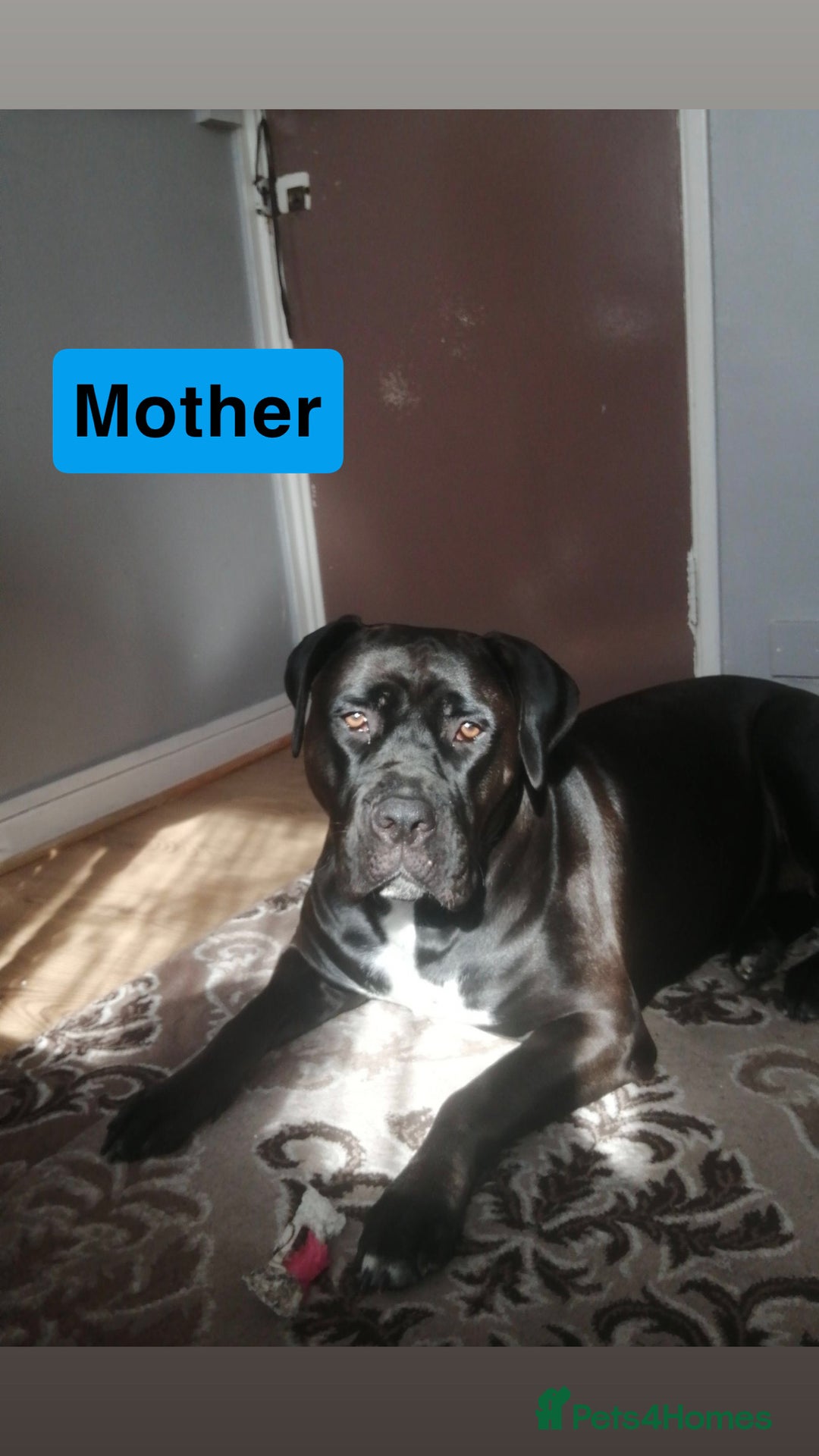 Mixed Breed dogs for sale: Canecorso/staffy puppies  - Image 9