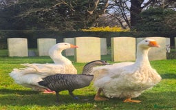 Mixed Breed birds for sale: NE NE geese - Image 5