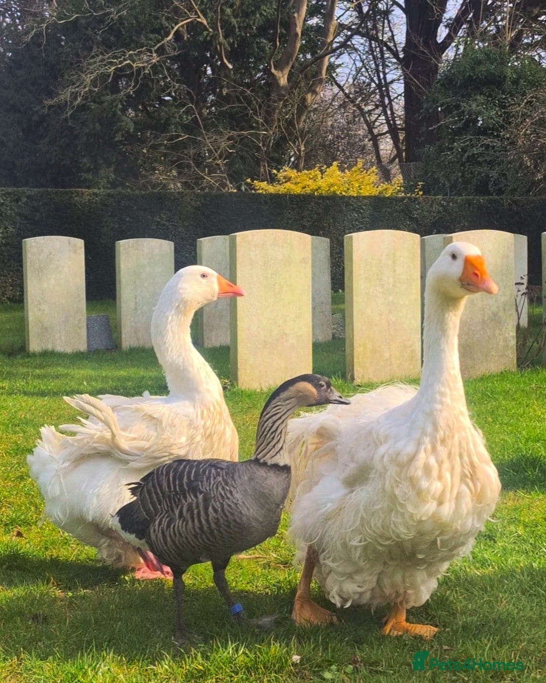 Mixed Breed birds for sale: NE NE geese - Image 5