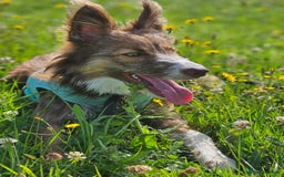 Border Collie dogs for sale: 8 Month Old Border Collie - Koa - Image 9