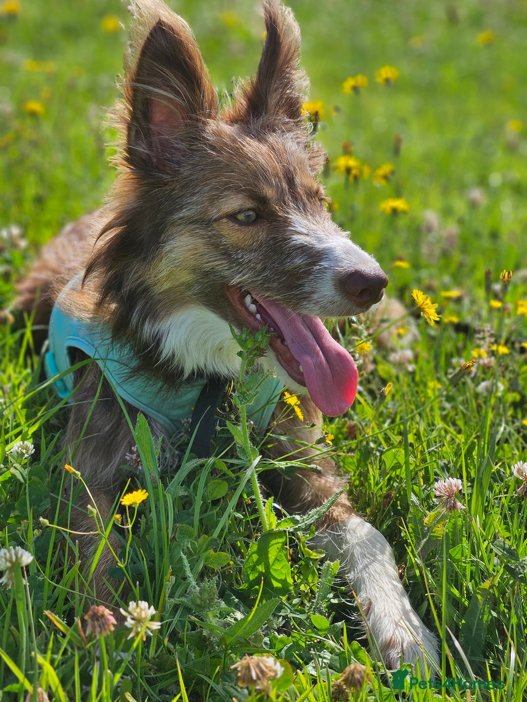 Border Collie dogs for sale: 8 Month Old Border Collie - Koa - Image 9
