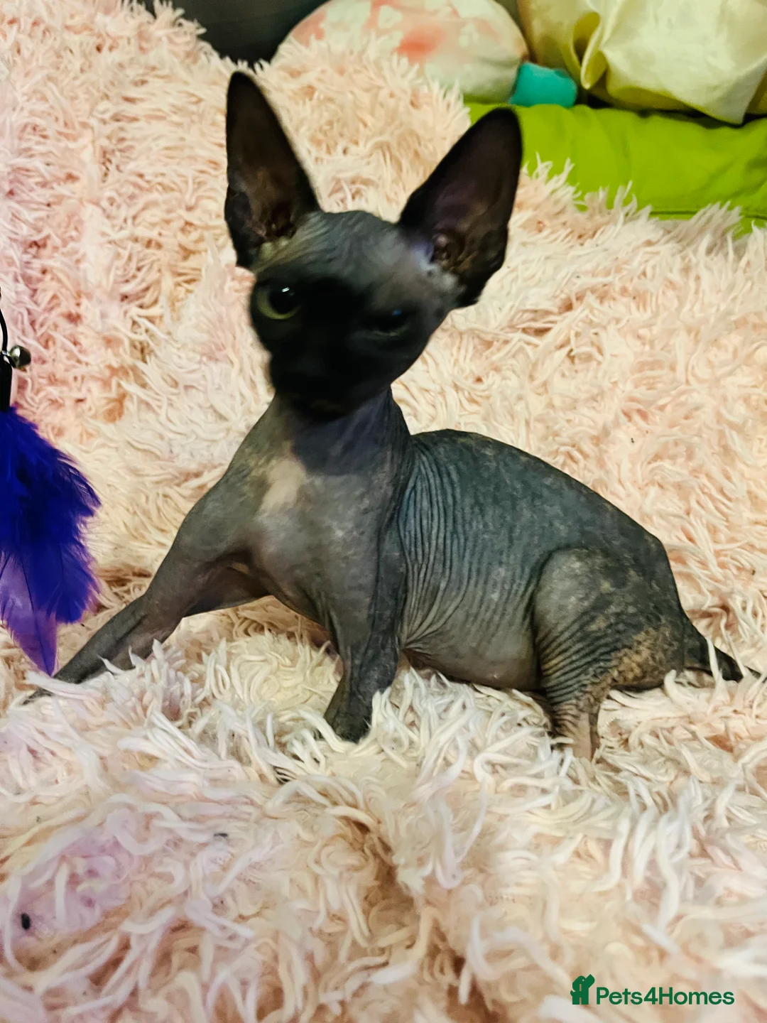 Sphynx cats for sale: Adorable Sphynx Kittens - Advert 9