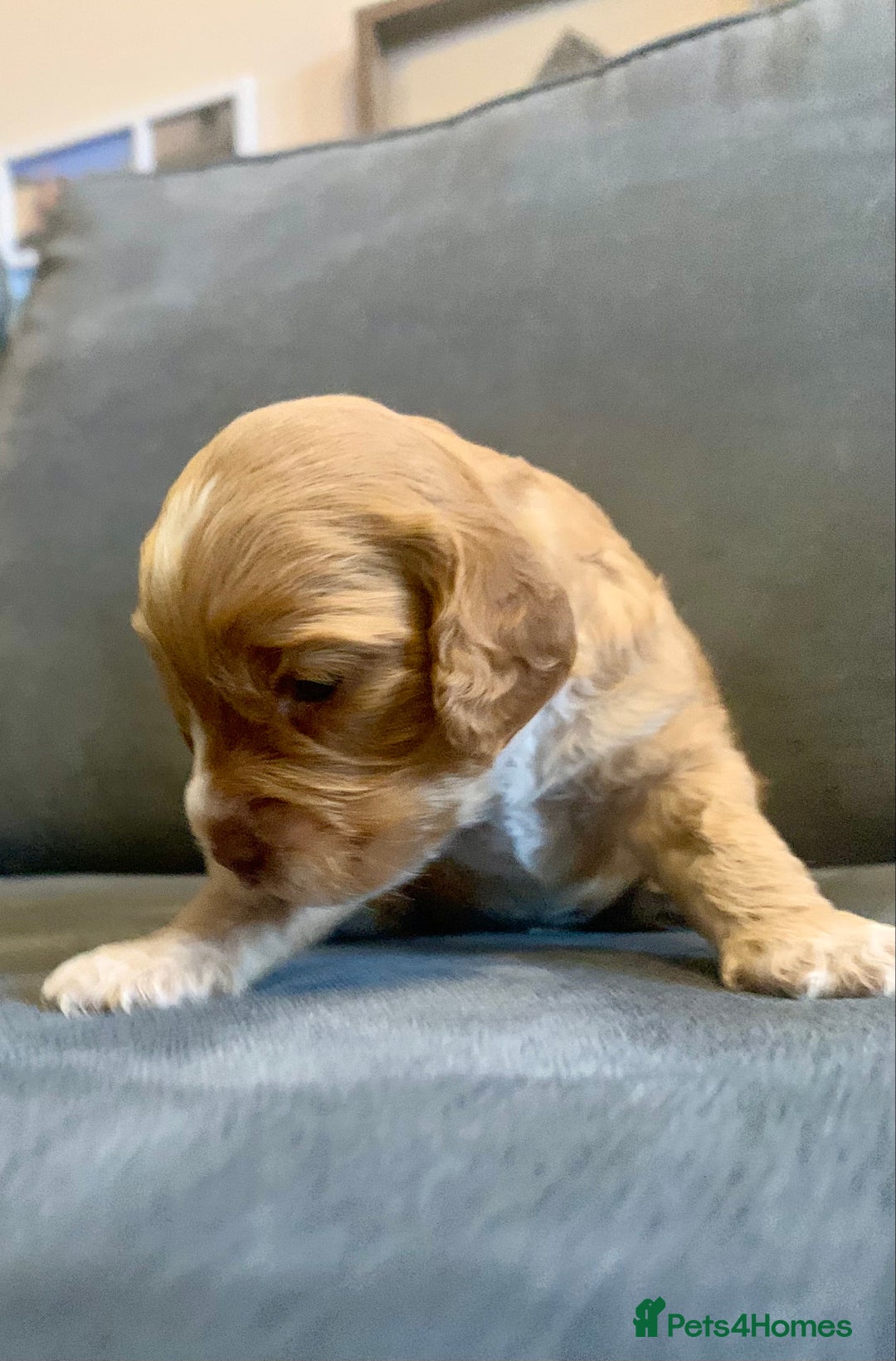 Cockapoo dogs for sale: Cockapoo F1b - Advert 25